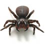 Mouse Spider